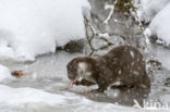 European Otter (Lutra lutra)