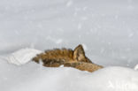 Grey Wolf (Canis lupus)