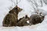 Brown Bear (Ursus arctos arctos)