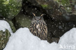 Eurasian Eagle-Owl (Bubo bubo)