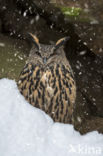 Eurasian Eagle-Owl (Bubo bubo)