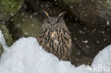 Eurasian Eagle-Owl (Bubo bubo)