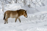 Mongolian Wild Horse