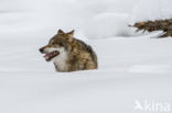 Grey Wolf (Canis lupus)