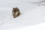 Grey Wolf (Canis lupus)