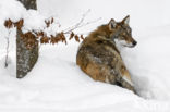 Grey Wolf (Canis lupus)