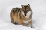 Grey Wolf (Canis lupus)