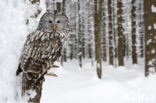 Ural Owl (Strix uralensis)