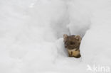 Pine Marten (Martes martes)