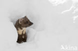 Pine Marten (Martes martes)