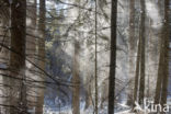 Bavarian Forest National Park