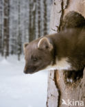 Pine Marten (Martes martes)