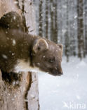 Pine Marten (Martes martes)