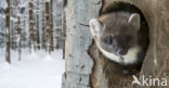 Pine Marten (Martes martes)