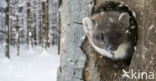 Pine Marten (Martes martes)