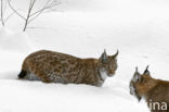 Euraziatische lynx (Lynx lynx)