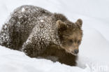 Brown Bear (Ursus arctos arctos)