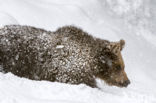 Brown Bear (Ursus arctos arctos)