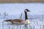 Canadese Gans (Branta canadensis)