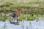 Black-tailed Godwit (Limosa limosa)