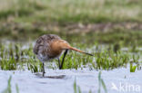 Black-tailed Godwit (Limosa limosa)