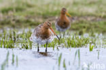 Black-tailed Godwit (Limosa limosa)