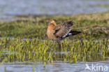 Grutto (Limosa limosa)