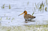 Grutto (Limosa limosa)