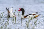 Shelduck (Tadorna tadorna)