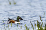 Northern Shoveler (Anas clypeata)