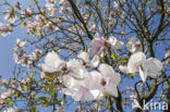 Magnolia (Magnolia spec.)