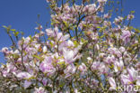 Magnolia (Magnolia spec.)