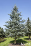 White fir (Abies concolor)