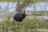 Meerkoet (Fulica atra)