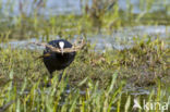 Meerkoet (Fulica atra)