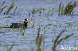 Meerkoet (Fulica atra)