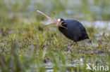 Common Coot (Fulica atra)