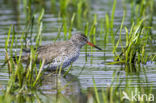 Common Redshank (Tringa totanus)