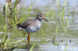 Tureluur (Tringa totanus)