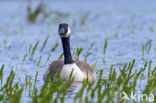 Canada Goose (Branta canadensis)