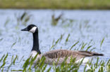 Canadese Gans (Branta canadensis)