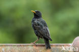 Spreeuw (Sturnus vulgaris)