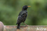 European Starling (Sturnus vulgaris)