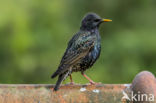 European Starling (Sturnus vulgaris)