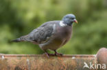 Wood Pigeon