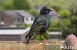 European Starling (Sturnus vulgaris)