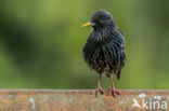 European Starling (Sturnus vulgaris)