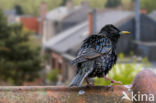 European Starling (Sturnus vulgaris)