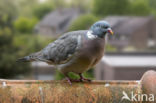 Wood Pigeon