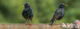 European Starling (Sturnus vulgaris)